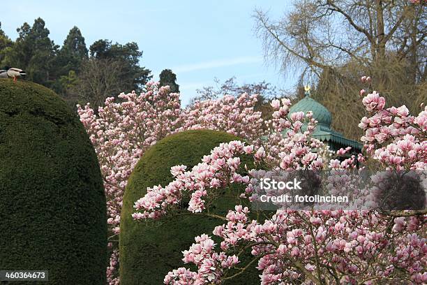 Spring Park Mit Magnolien Stockfoto und mehr Bilder von Baum - Baum, Baumblüte, Blume