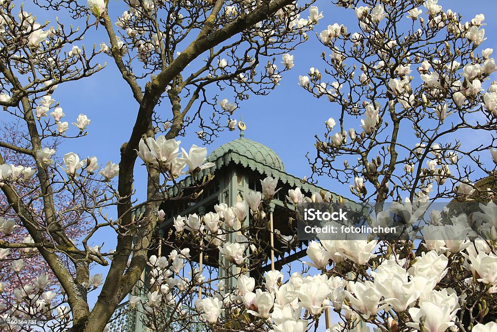 Spring park mit Magnolien - Lizenzfrei Baum Stock-Foto