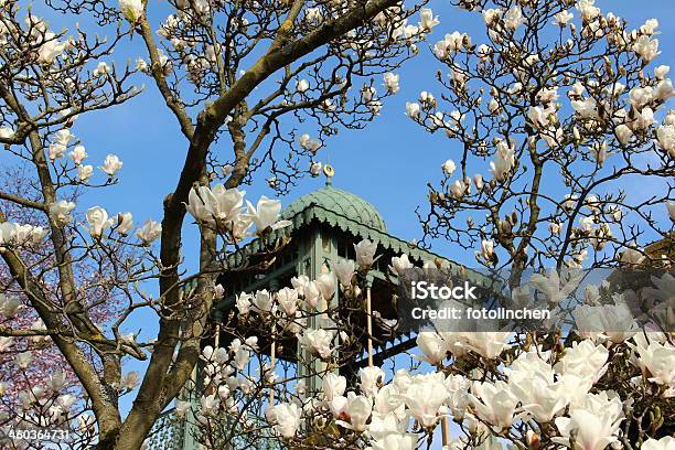 Spring Park Mit Magnolien Stockfoto und mehr Bilder von Baum - Baum, Baumblüte, Blume