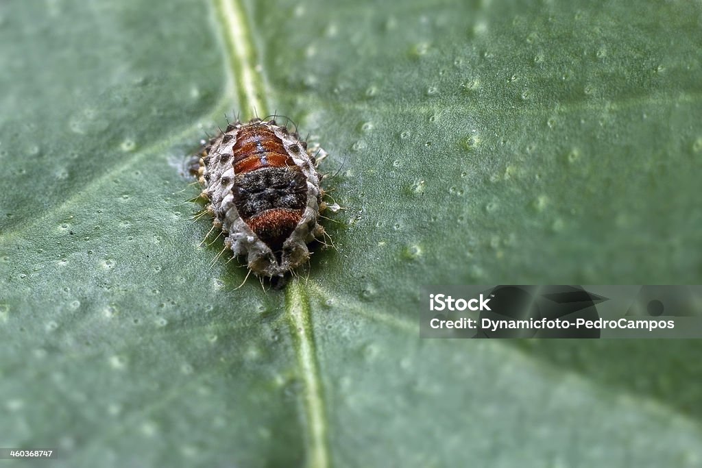 Käfer im Blatt - Lizenzfrei Blatt - Pflanzenbestandteile Stock-Foto