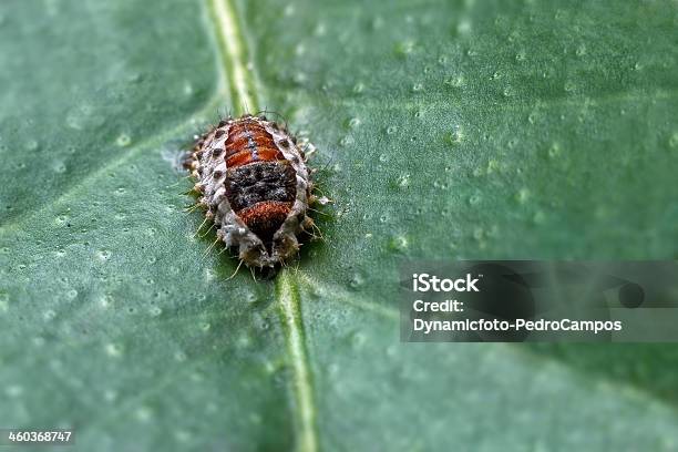 Käfer Im Blatt Stockfoto und mehr Bilder von Blatt - Pflanzenbestandteile - Blatt - Pflanzenbestandteile, Blattlaus, Einzelner Gegenstand