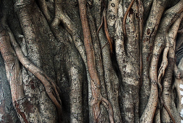 istock Closeup of banyan tree trunk roots with carvings 460368993