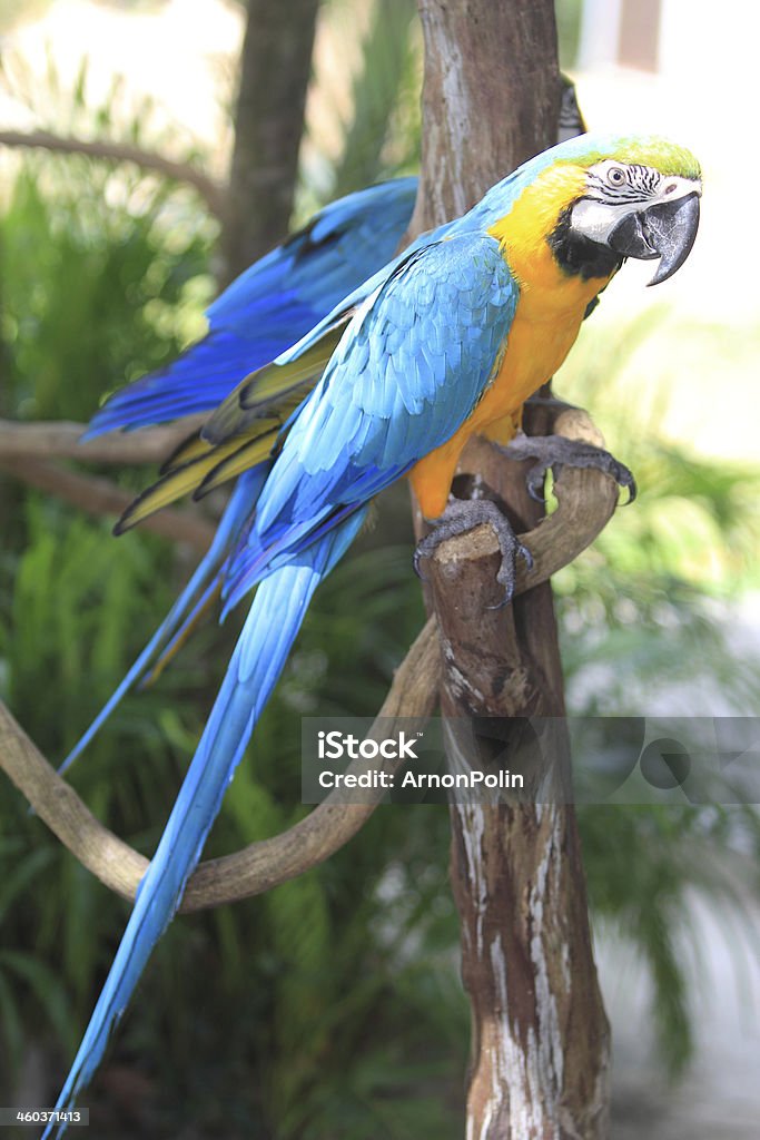 bird Colourful parrot bird sitting on the perch Animal Stock Photo