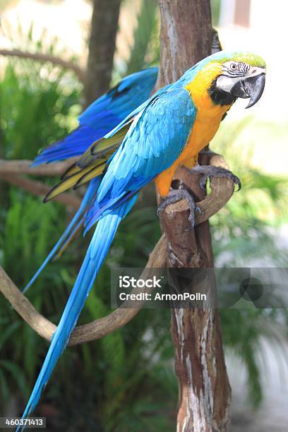 Bird Stock Photo - Download Image Now - Animal, Animal Body Part, Animal Eye