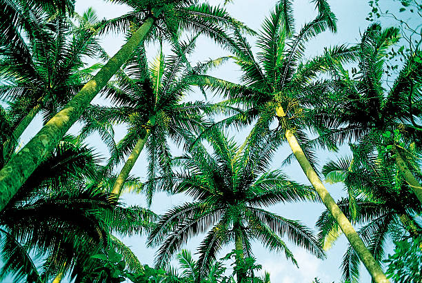 istock Palm tree in Okinawa,Japan 460372647