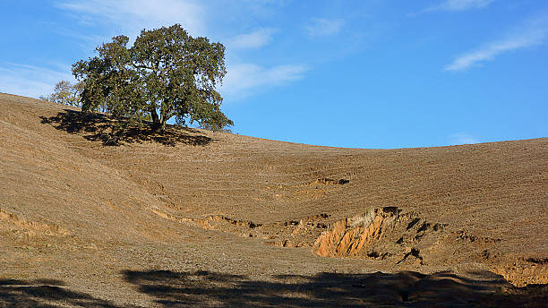 Tree on an Eroded Hill stock photo