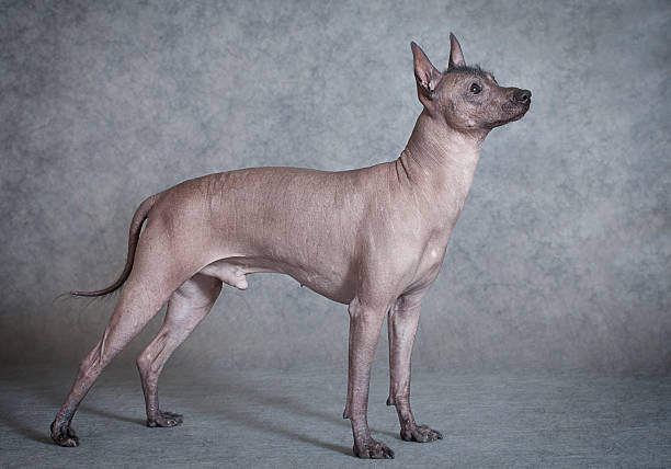 istock Xoloitzcuintle male dog against grey background 460374703
