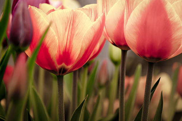 tulipani in dettaglio - star tulip foto e immagini stock