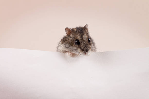 hamster peeking out on white stock photo