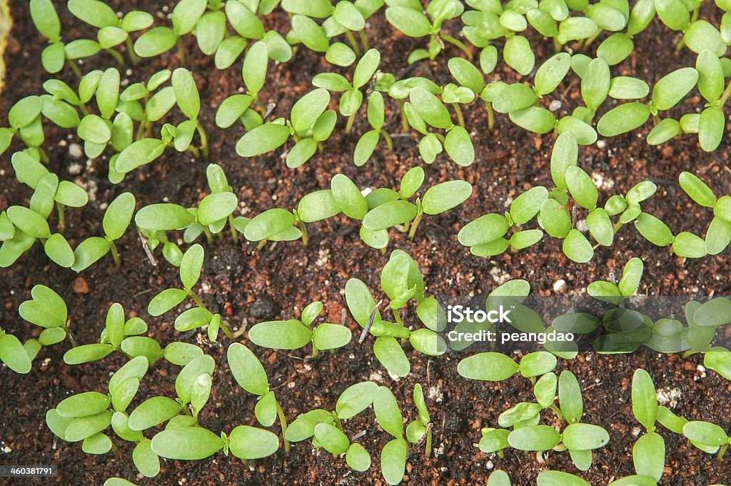 Les jeunes plantes et croissance - Photo de Agriculture libre de droits