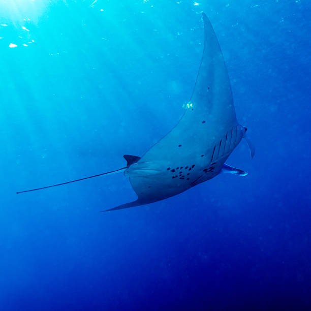 istock Manta Ray with Sun Rays near Sea Surface 460382033