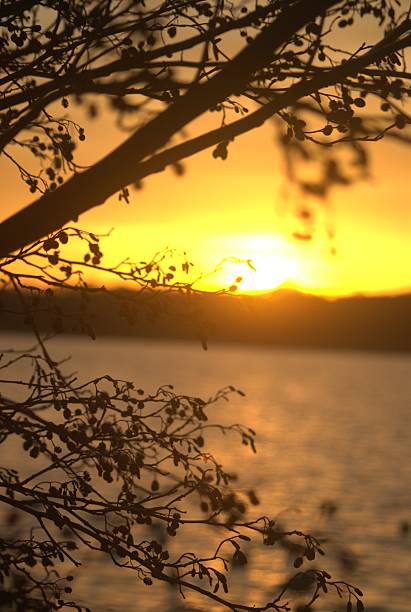 istock Sillouette of tree at sunset 460384433