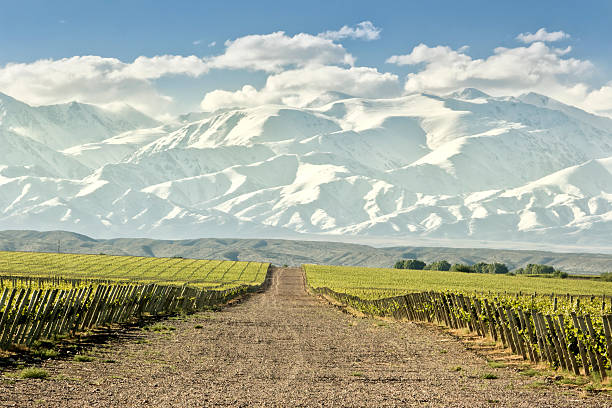 istock Huge vineyard with snowing mountain 460384627