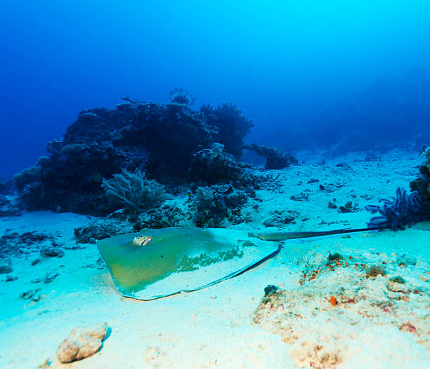 istock Stingray on Sandy Bottom of Coral Reef 460385259