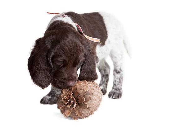 istock Small Munsterlander puppy 460388173