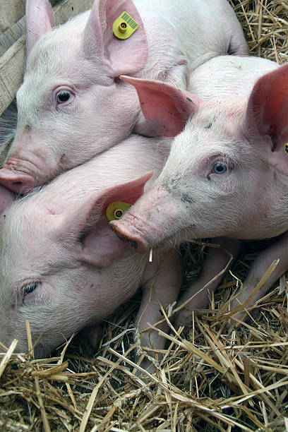 istock Pigs on a livestock market 460389251