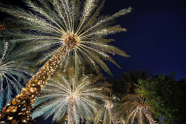 istock palm trees decorated with Christmas garland night 460389417