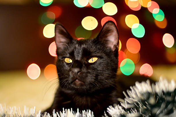 istock Home cat at Christmas 460389683