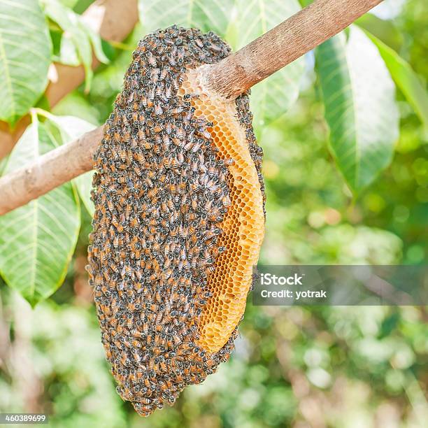 Honeybee Swarm Stockfoto und mehr Bilder von Bienenstock - Bienenstock, Wildtier, Biene