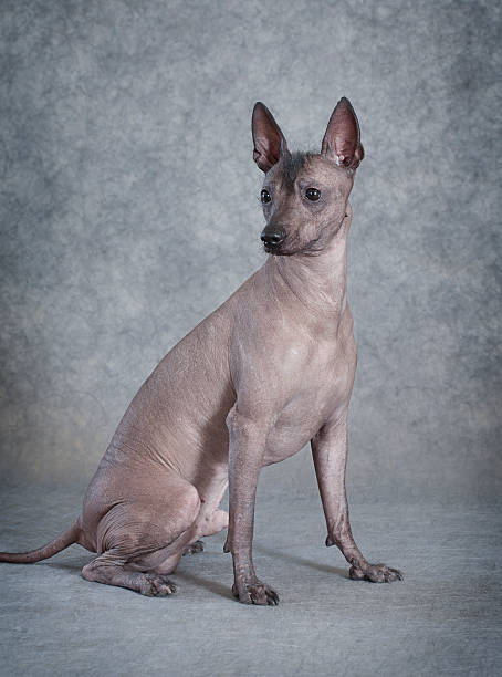 istock Xoloitzcuintle male dog sitting against grey background 460389957