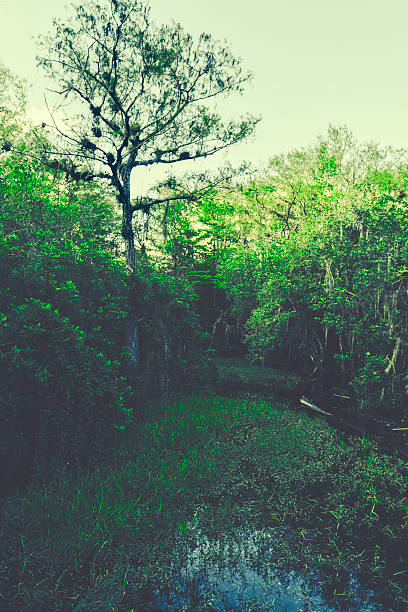 View of Big Cypress National Preserve. Big Cypress National Preserve is a United States National Preserve located in southern Florida