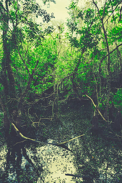 istock Everglades National Park 460391365