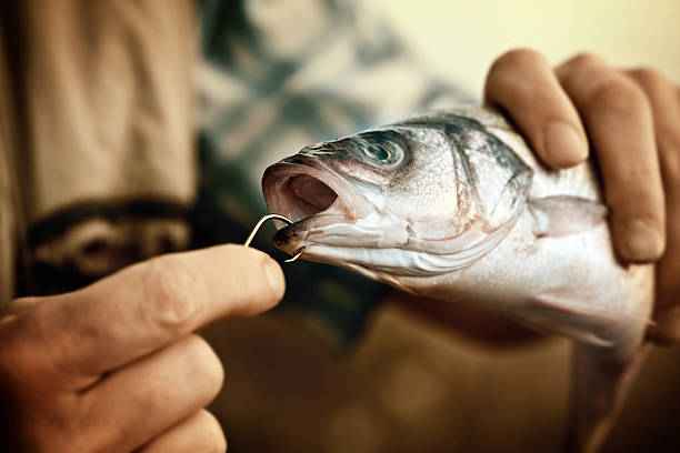 Close Up Of Hand Removing Fishing Hook From Fishs Mouth Stock Photo -  Download Image Now - iStock