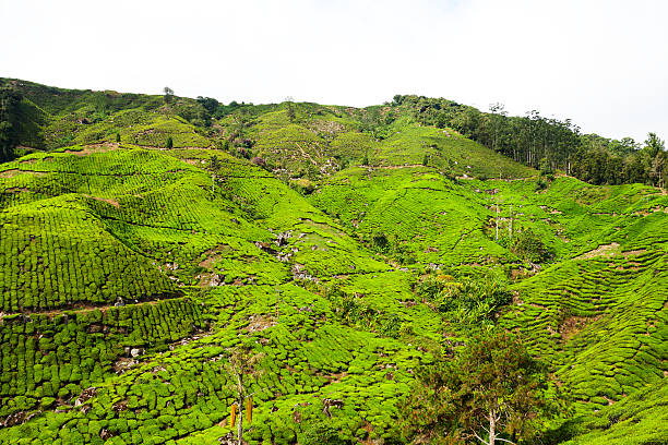 istock Peak of hill in tea plantation 460401635