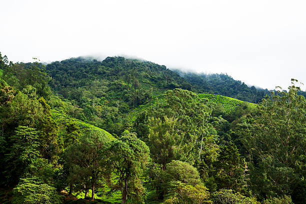 istock Fog and clouds above tea plantation 460401719