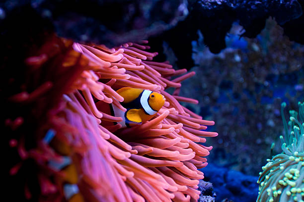 clownfish amphiprion percula - sipadan island imagens e fotografias de stock