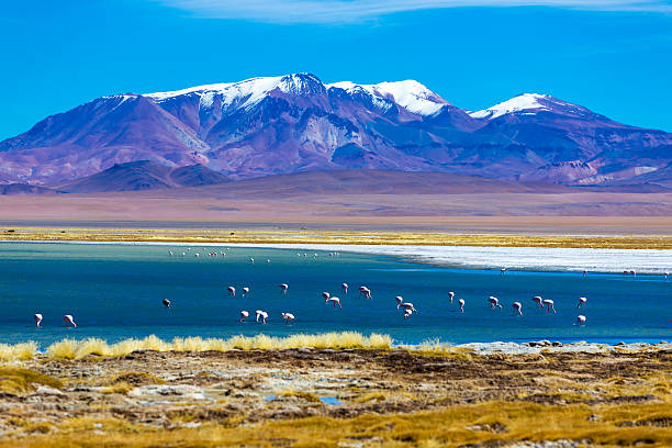 Atacama Desert with wild Flamingos, Chile Landscape in Chile salar de atacama stock pictures, royalty-free photos & images