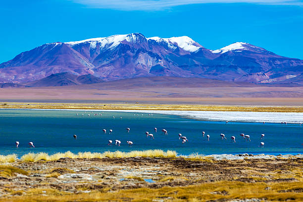 deserto de atacama, chile com selvagem foenicopterídeos - san pedro imagens e fotografias de stock