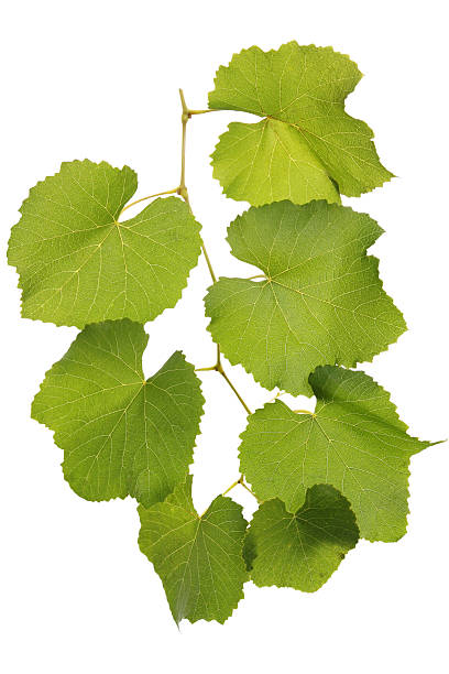 istock green leaves of grape 460407853