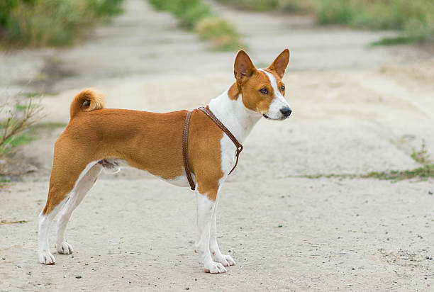 istock Portrait of Basenji dog 460408469
