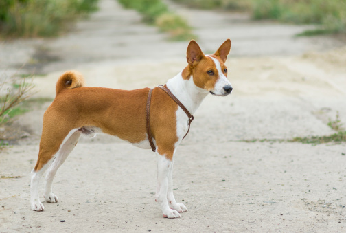 Full body portrait of Basenji dog