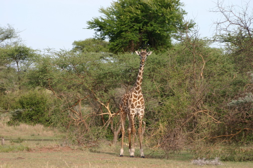 The Masai-Giraffes (Giraffa camelopardalis tippelskirchi) lives in the East Africa. This giraffe is also known as Maasai Giraffe, Massai Giraffe or Kilimanjaro Giraffe. The Masai Giraffe is the largest giraffe and the tallest land mammal. This one lives in the African Savannah of the Serengeti in Tanzania, East Africa.