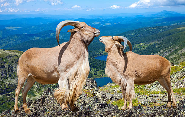 par de circuito barbary sheeps en wildness área - paridigitate mammals fotografías e imágenes de stock