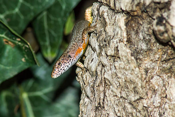 istock Portrait of a Lizard 460413315