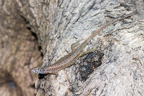 istock Portrait of a Lizard 460413317