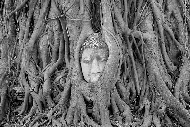 istock Buddha Head Statue in Banyan Tree, Thailand 460413705