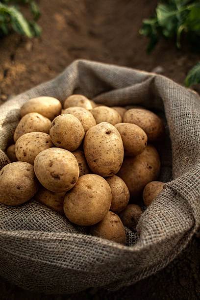 raccolto nel sacco di patate - field vertical agriculture crop foto e immagini stock