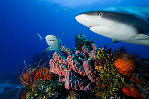 istock Sharks over a Coral Reef 460420823