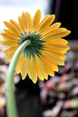 gerbera.jpg?b=1&s=170x170&k=20&c=KlRue3p