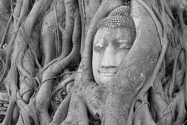 istock Buddha Head Statue in Banyan Tree, Thailand 460421515