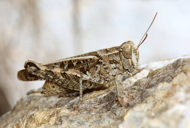 istock Yellow and Brown Grasshopper 460421629