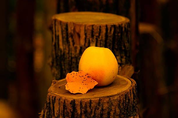 apple na madeira - ретро imagens e fotografias de stock