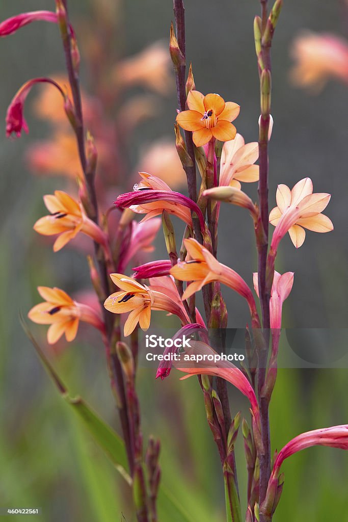 Watsonia flowers in South Africa Watsonia flower stems against a blurred natural backdrop growing wild in South Africa on the Cape peninsula Africa Stock Photo