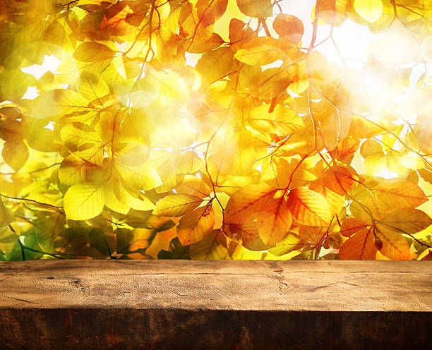 Empty log table in front of the yellow leaves of a tree