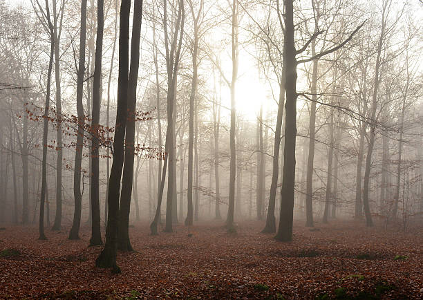 ciemny las - forest transylvania rain fog zdjęcia i obrazy z banku zdjęć