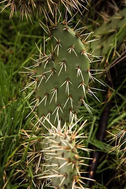 Cactus with long spines stock photo